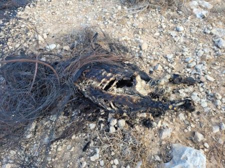 مشتبه من بلدة يطا في قيامه بقتل وإيذاء الحيوانات